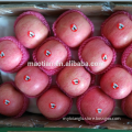 Apple Fruits-Stripe
